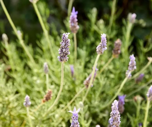 Sithonian Willa Neos Marmaras