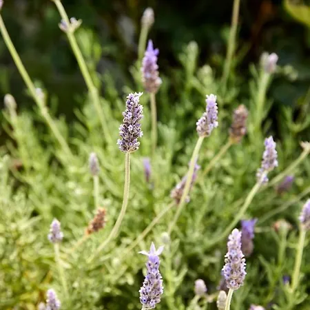 Sithonian Villa Neos Marmaras